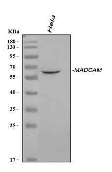 Anti-MAdCAM1 Antibody