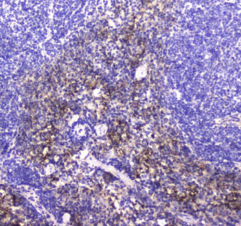 Anti-NCR1 Antibody