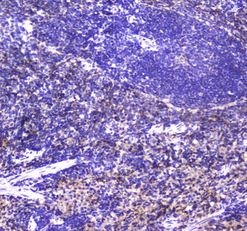 Anti-NCR1 Antibody