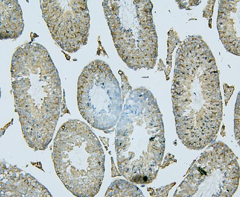 Anti-ALIX/PDCD6IP Antibody (monoclonal, 14D10)