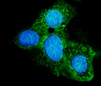 Anti-ABCG8 Antibody