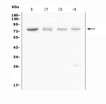 Anti-ABCG8 Antibody