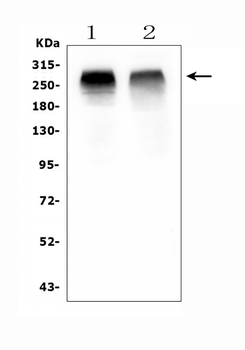 Anti-Acetyl Coenzyme A Carboxylase/ACACB Antibody