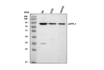 APPL/APPL1 Antibody