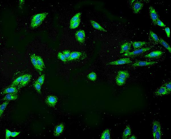 Anti-APPL/APPL1 Antibody