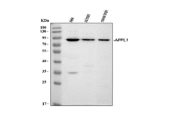 Anti-APPL/APPL1 Antibody