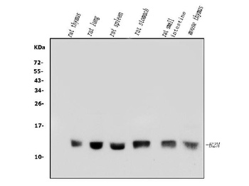 beta 2 Microglobulin/B2m Antibody
