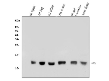 Anti-beta 2 Microglobulin/B2m Antibody