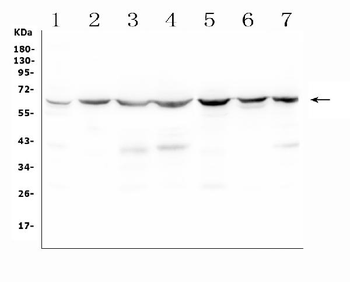 Anti-C9ORF72 Antibody