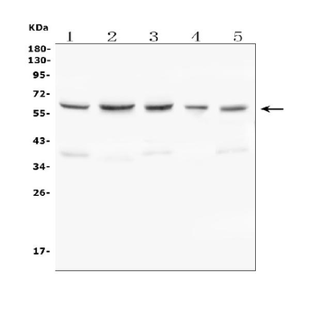 Anti-C9ORF72 Antibody
