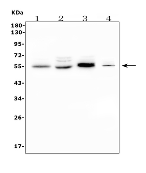 Anti-CD1D Antibody