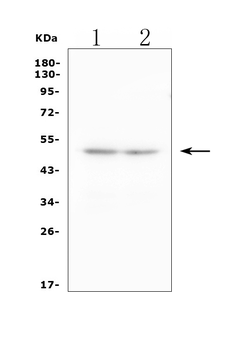 2B4/Cd244 Rabbit Polyclonal Antibody