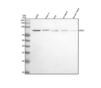 Anti-DDX1 Antibody