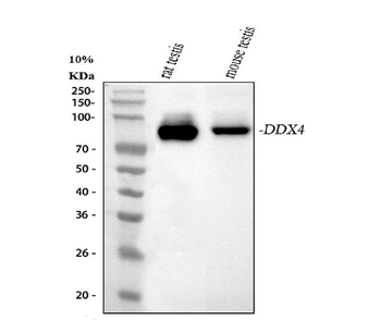 Anti-DDX4/MVH Antibody