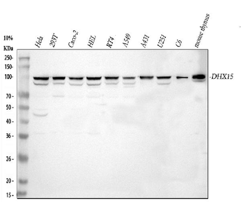 DHX15/prp43 Antibody