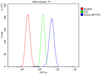 Anti-Desmoglein 2/DSG2 Antibody