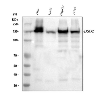 Anti-Desmoglein 2/DSG2 Antibody