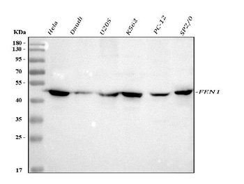 Anti-FEN1 Antibody