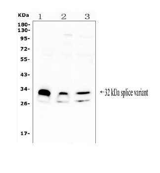 Anti-FHL FHL1 Antibody