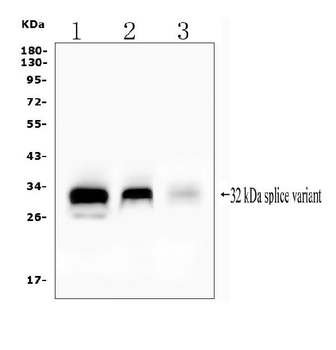 Anti-FHL Fhl1 Antibody