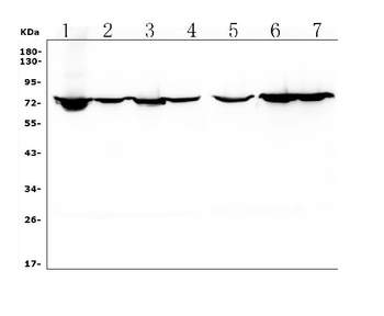 Anti-HIF3/HIF3A Antibody
