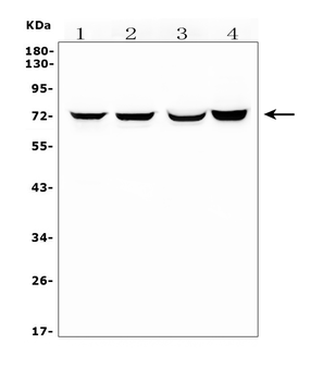 Anti-HIF3/HIF3A Antibody