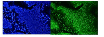 Anti-hnRNP D/AUF1/HNRNPD Antibody