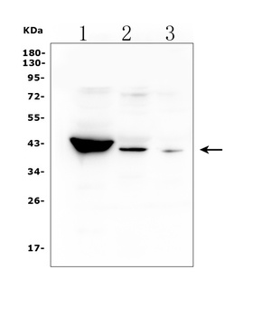 HSD3B1 Antibody