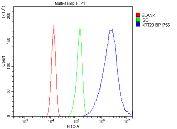 Anti-Cytokeratin 20/Krt20 Antibody