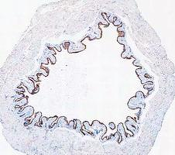 Anti-Cytokeratin 20/Krt20 Antibody