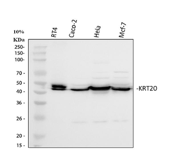 Anti-Cytokeratin 20/Krt20 Antibody