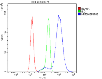 Anti-Cytokeratin 20/Krt20 Antibody