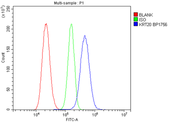 Anti-Cytokeratin 20/Krt20 Antibody