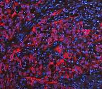 Anti-Cytokeratin 20/Krt20 Antibody