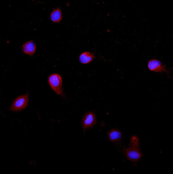 Anti-Cytokeratin 20/Krt20 Antibody