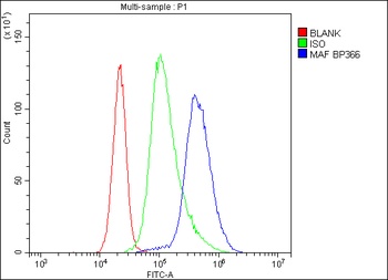 c-Maf/MAF Antibody