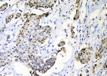 Anti-c-Maf/MAF Antibody