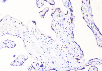 Anti-c-Maf/MAF Antibody