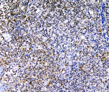 Anti-c-Maf/MAF Antibody