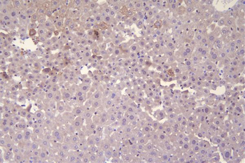 Anti-c-Maf/MAF Antibody