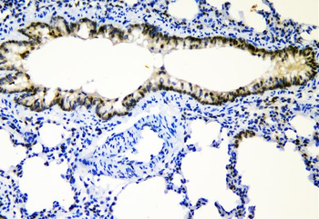 Anti-c-Maf/MAF Antibody