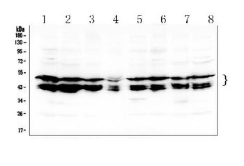 Anti-c-Maf/MAF Antibody