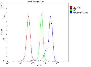 Anti-HEC1/HEC/NDC80 Antibody