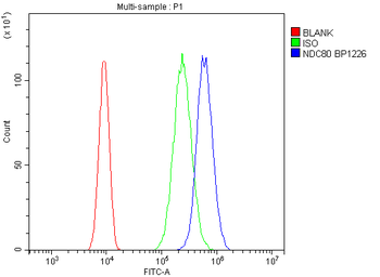 Anti-HEC1/HEC/NDC80 Antibody