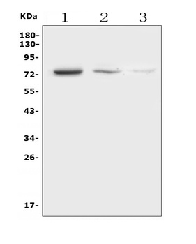 HEC1/HEC/NDC80 Antibody