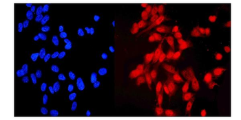 Anti-HEC1/HEC/NDC80 Antibody