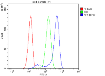 Anti-Neurofibromin/NF1 Antibody