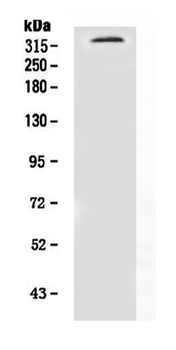 Anti-Neurofibromin/NF1 Antibody
