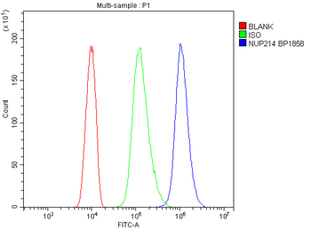 Anti-NUP214 Antibody