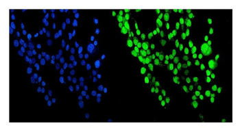 Anti-NUP214 Antibody